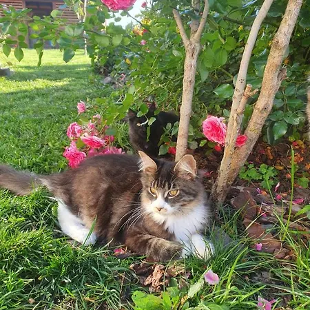 Szczere Pole Nad Morzem Strzezenice