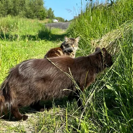 Szczere Pole Nad Morzem Strzezenice
