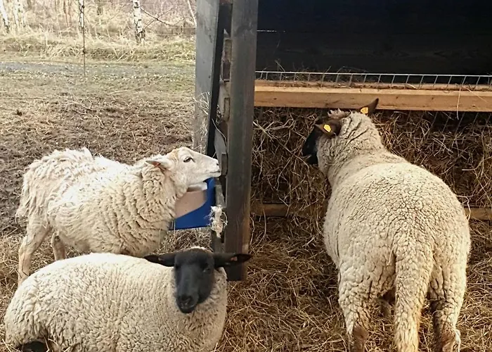 Szczere Pole Nad Morzem Habitación en casa particular Strzezenice