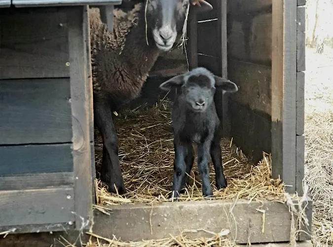 Szczere Pole Nad Morzem Habitación en casa particular