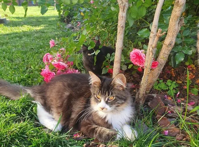 Szczere Pole Nad Morzem Strzezenice