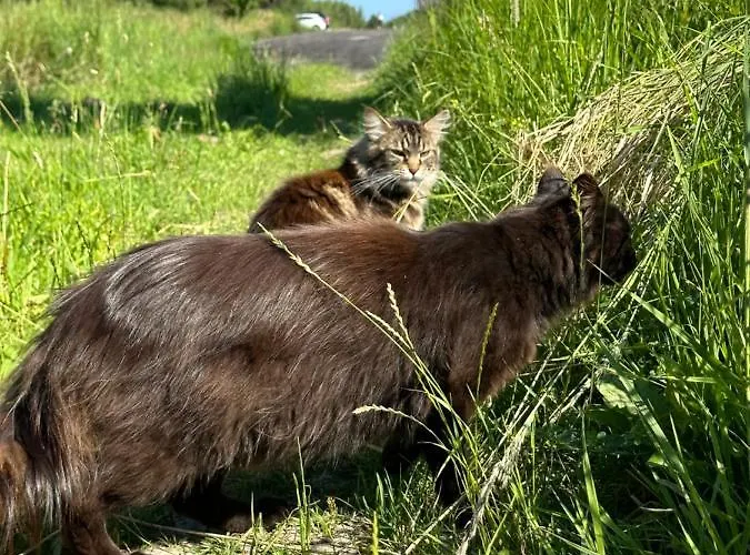 Szczere Pole Nad Morzem Strzezenice